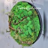 تابلو خزه ای